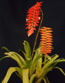 Tillandsia Dyeriana